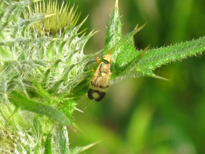 Urophora stylata (Fruitfly sp.), Arnhem, the Netherlands photo