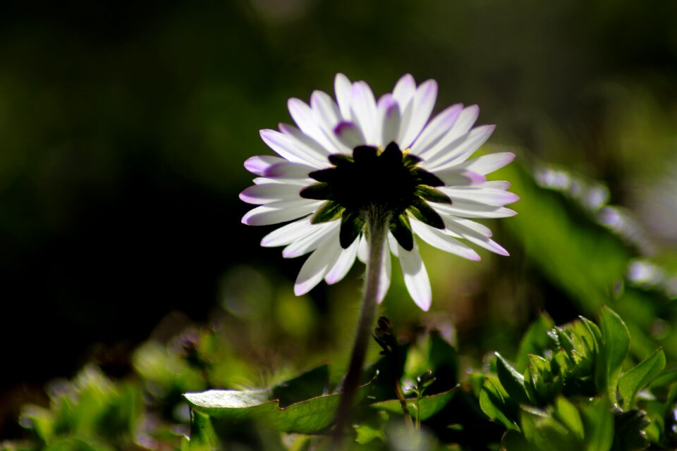 Daisy spring sun