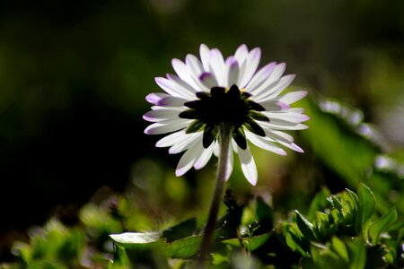 Daisy spring sun photo