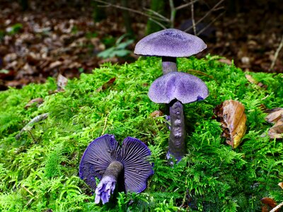 Autumn moss violet photo