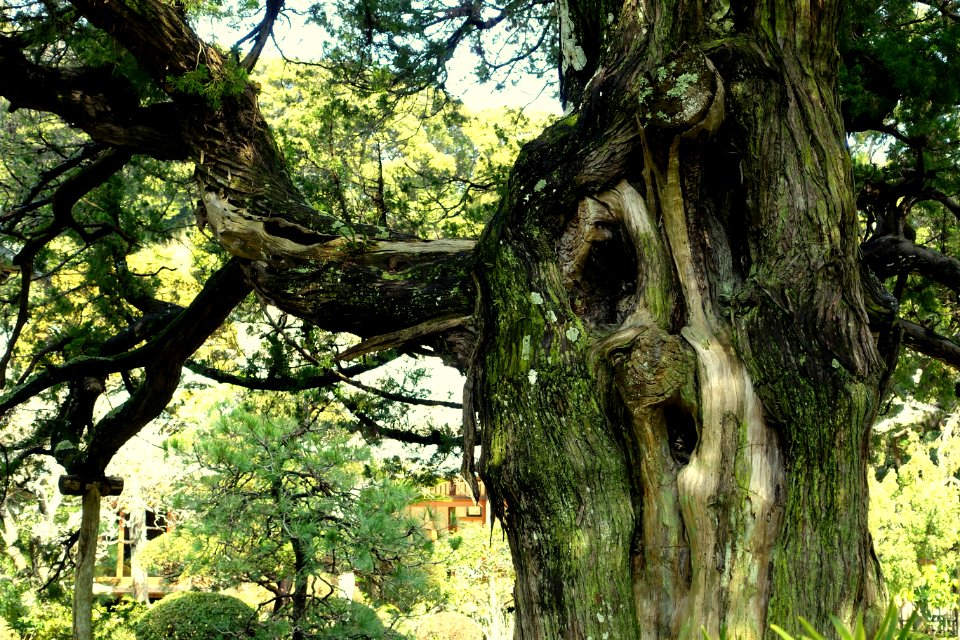 Tree - Jufukuji - Kamakura, Kanagawa, Japan - DSC07979