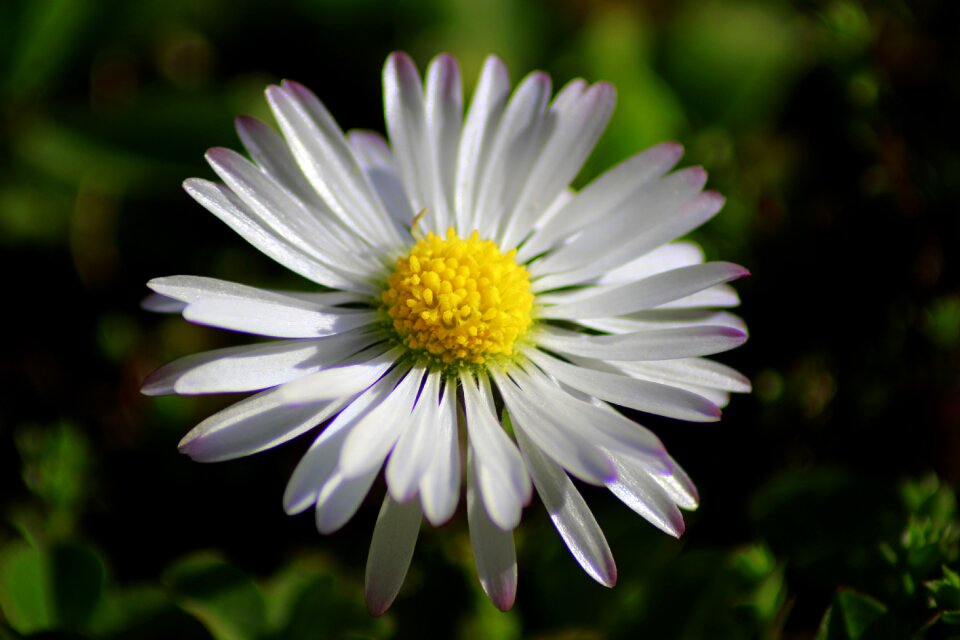 Spring daisy close up