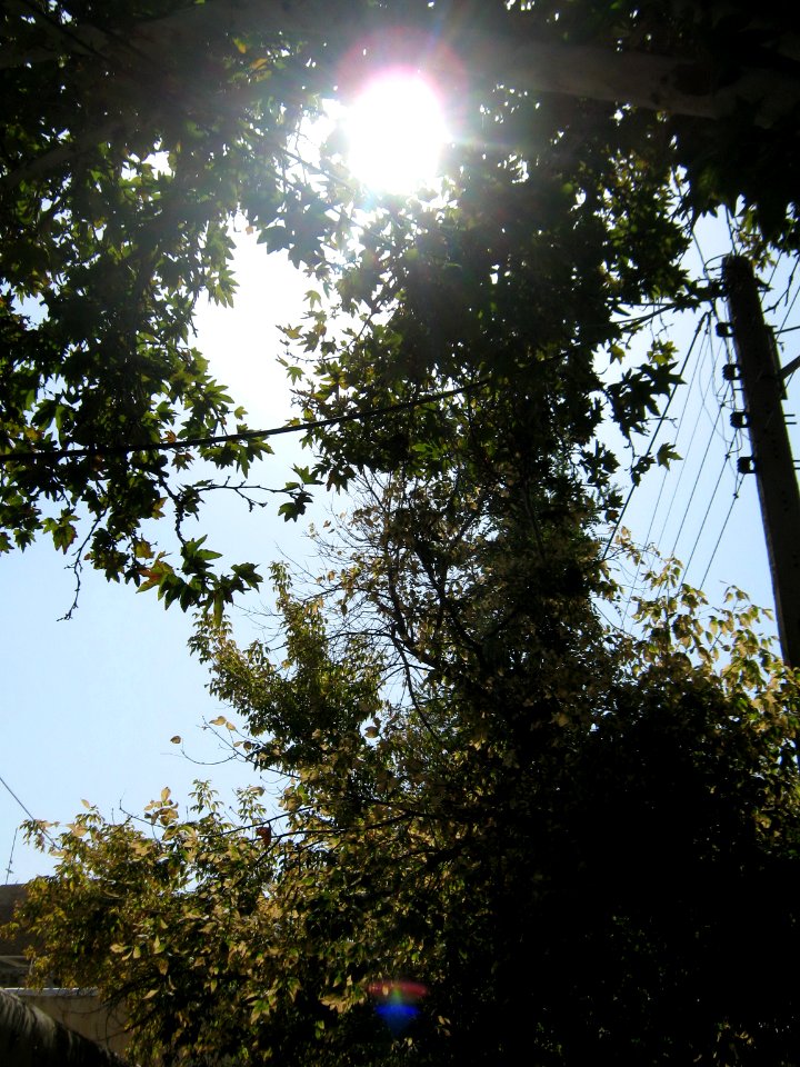 Tree - houses - sidewalk - Nishapur 04