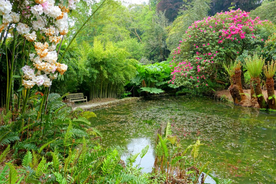 Trebah Garden - Cornwall, England - DSC01511