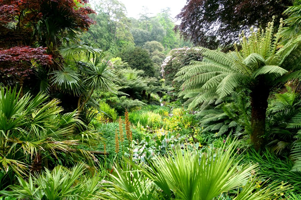 Trebah Garden - Cornwall, England - DSC01722