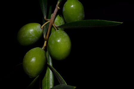 Food oelfrucht green