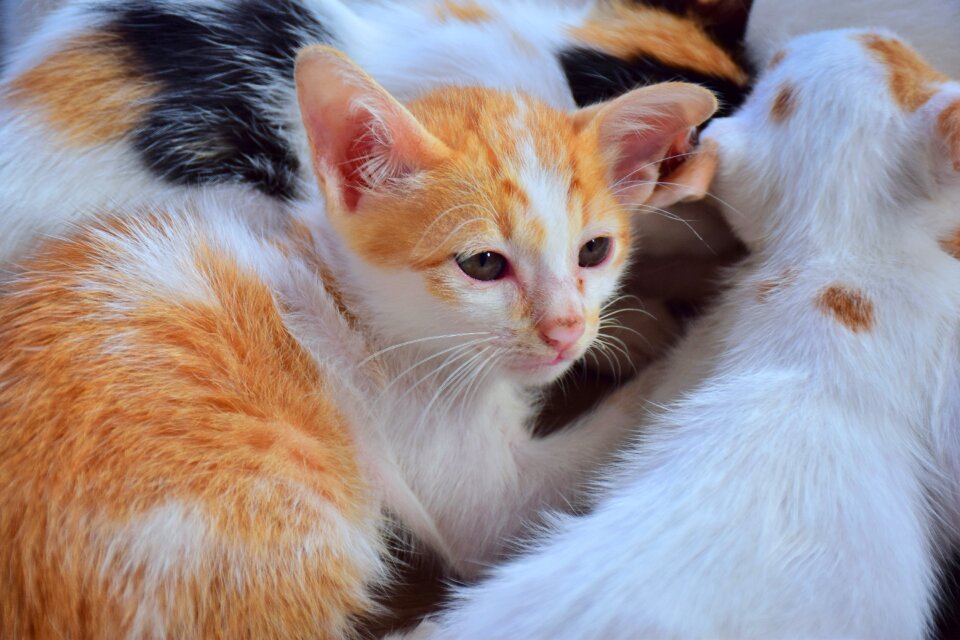 Cute pets ball animal