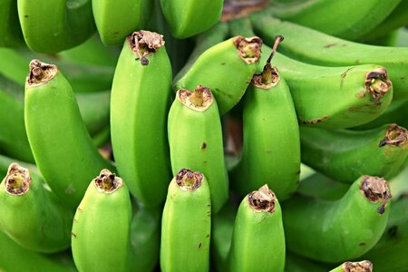 Immature green mature