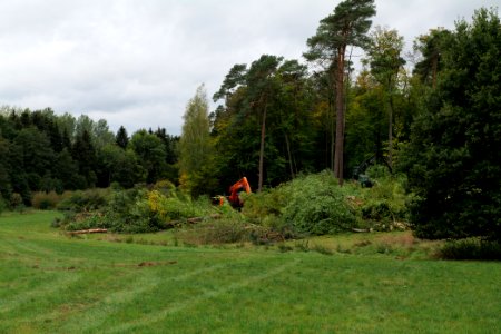 Tree cutting at Maulbach forest 2020-10-05 04