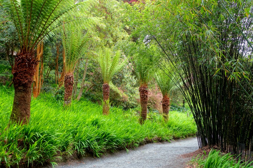 Trebah Garden - Cornwall, England - DSC01466