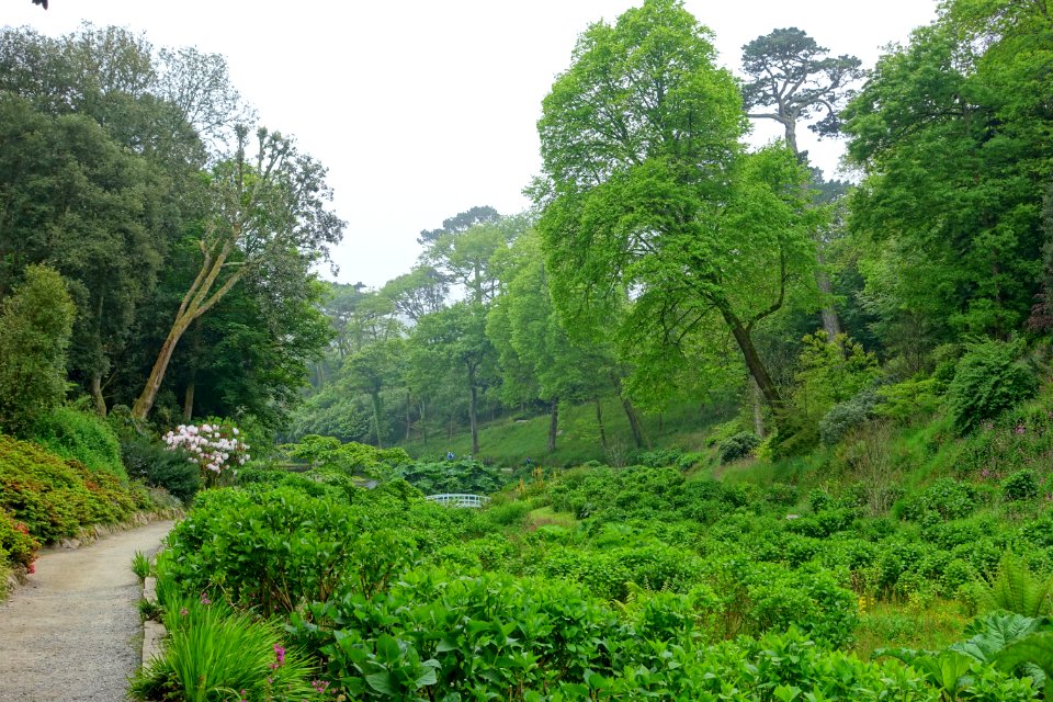 Trebah Garden - Cornwall, England - DSC01537