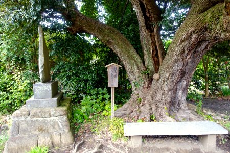 Tree - Hokai-ji - Kamakura, Kanagawa, Japan - DSC08466