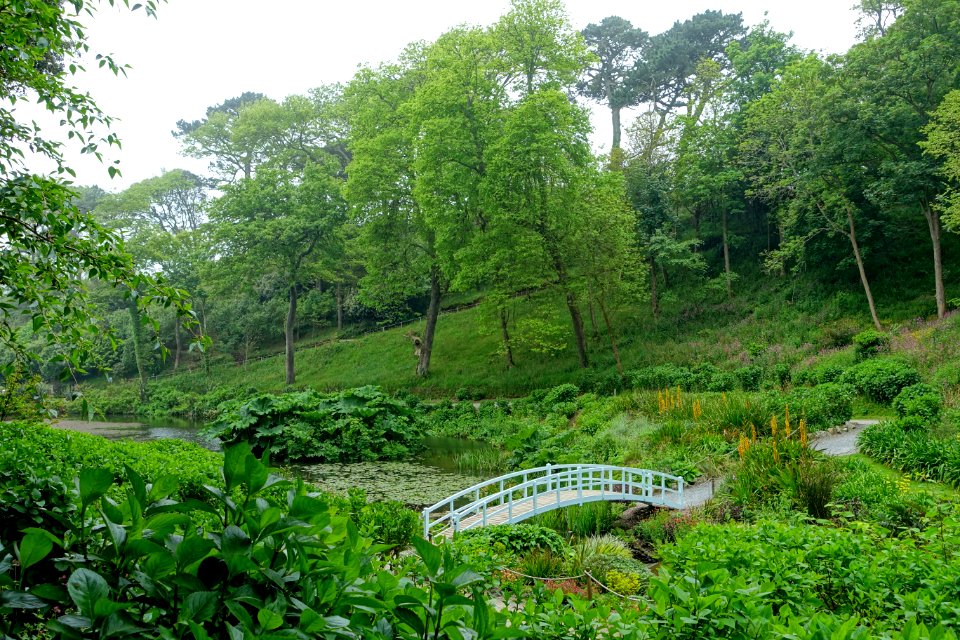 Trebah Garden - Cornwall, England - DSC01548