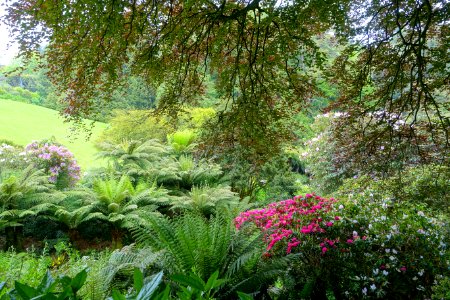 Trebah Garden - Cornwall, England - DSC01716