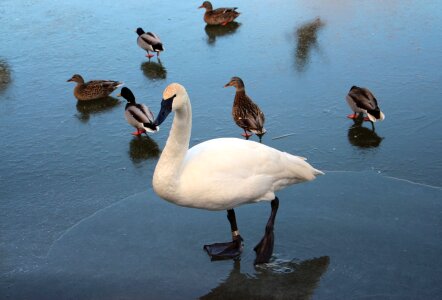 Swan white ducks hybrid photo