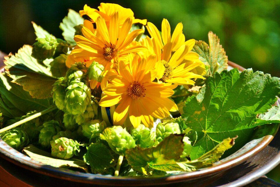 Hops fruits plant decoration