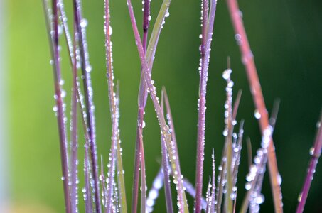 Dew growth grass