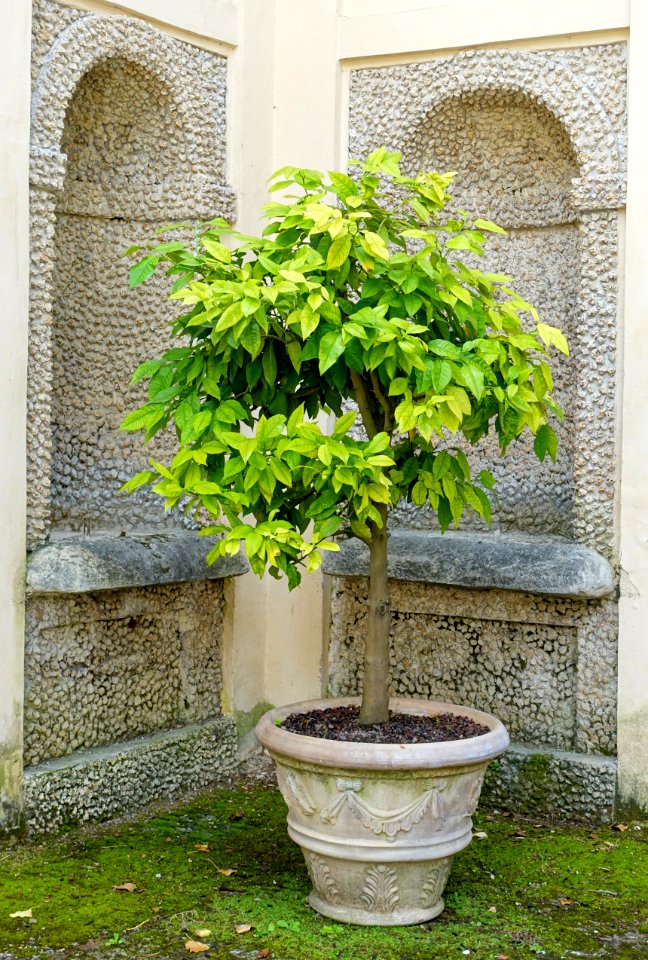 Tree - Villa d'Este - Tivoli, Italy - DSC03981