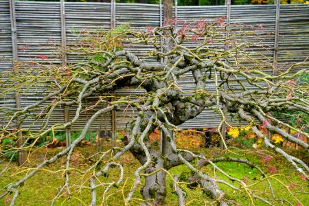 Tree - Portland Japanese Garden - Portland, Oregon - DSC08180