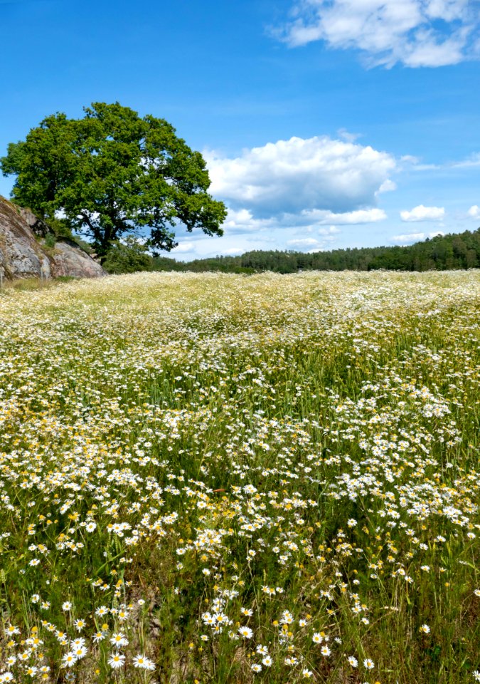 Tree and wheat field in Röe 3