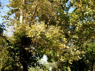Tree - houses - sidewalk - Nishapur 11