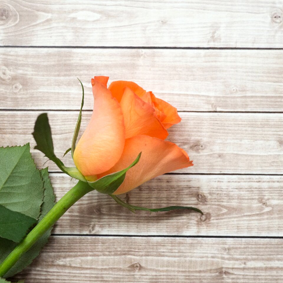 Roses wooden wood