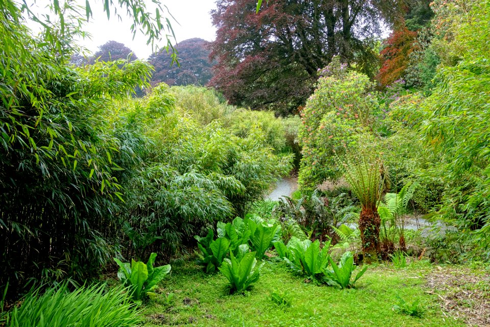 Trebah Garden - Cornwall, England - DSC01470