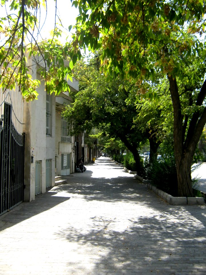 Tree - houses - sidewalk - Nishapur 14