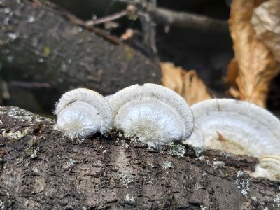 Trametes hirsuta 77414785