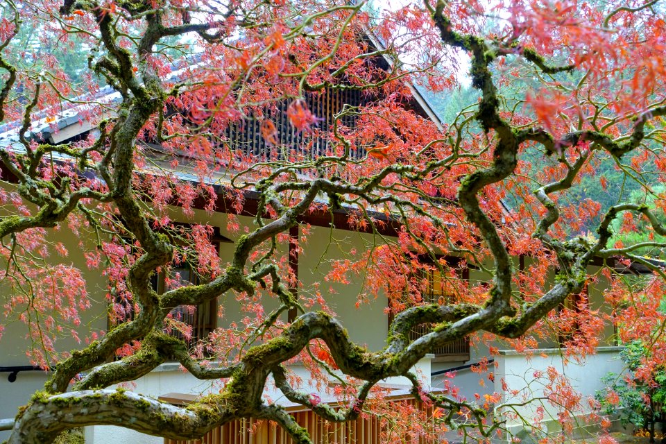 Tree - Portland Japanese Garden - Portland, Oregon - DSC08192