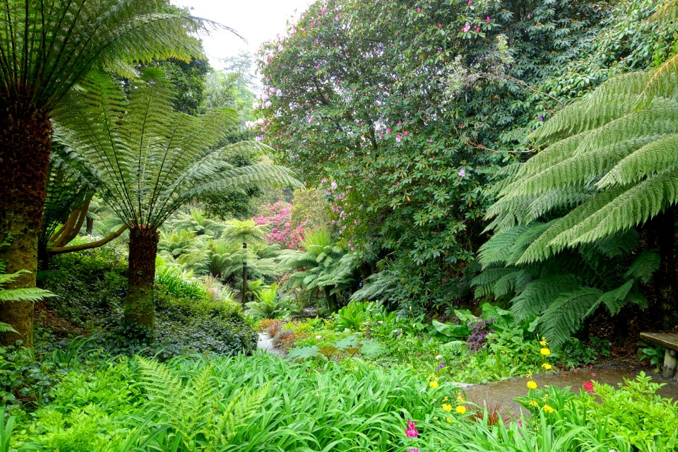 Trebah Garden - Cornwall, England - DSC01735