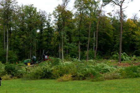 Tree cutting at Maulbach forest 2020-10-05 44