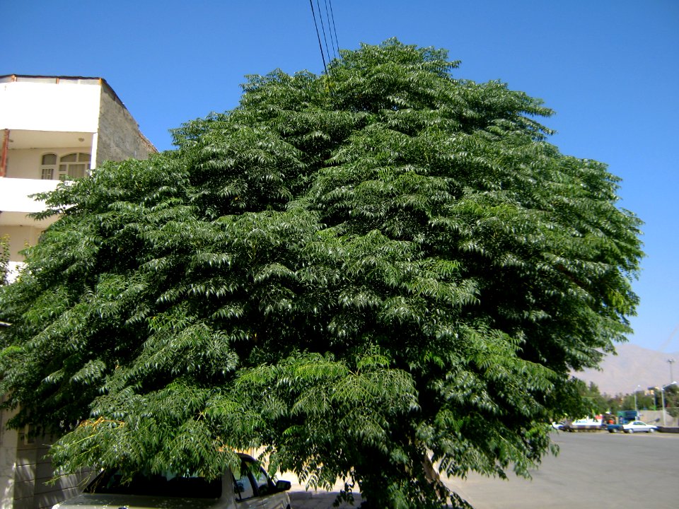 Trees in Simorgh st - Nishapur 1