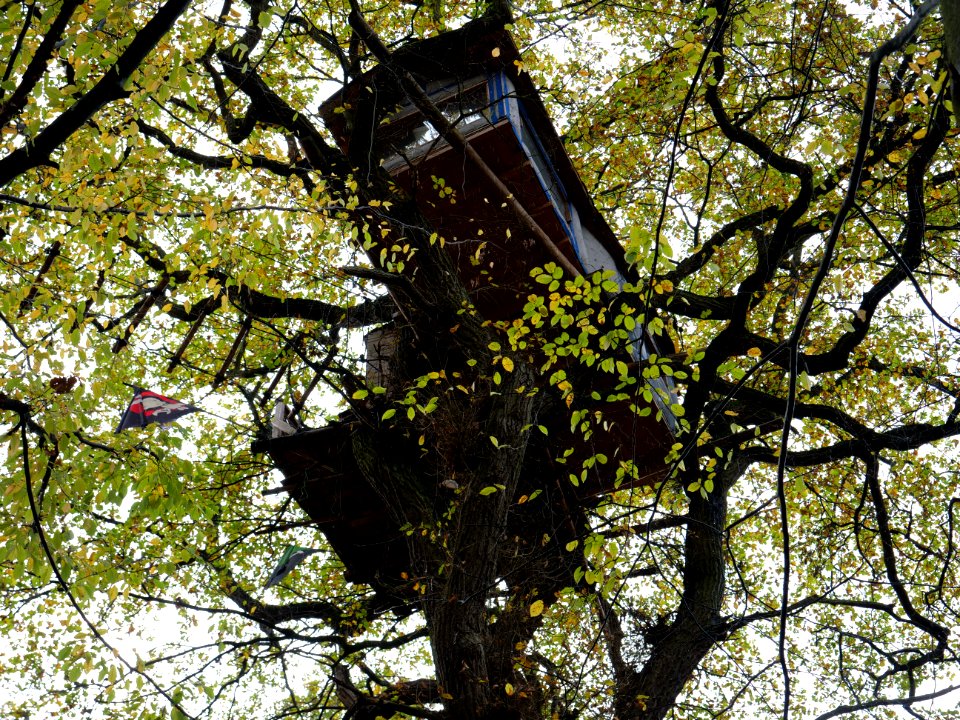 Treehouse in the Hambach forest 04