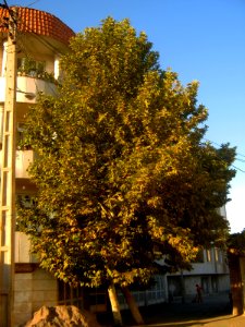 Tree of alley - farahbaksh st - Nishapur 2 photo