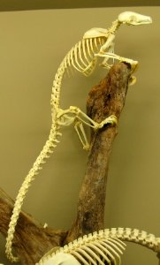 Tree pangolin skeleton photo