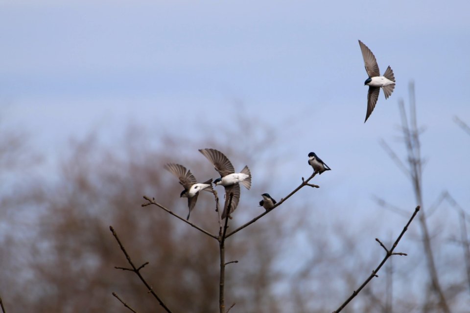 Tree Swallows, Oregon (204489371)
