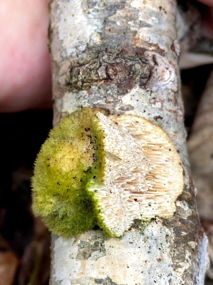 Trametes hirsuta 60646309