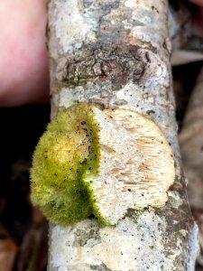Trametes hirsuta 60646309