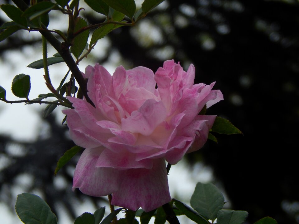 Pink petals sunset penumbra