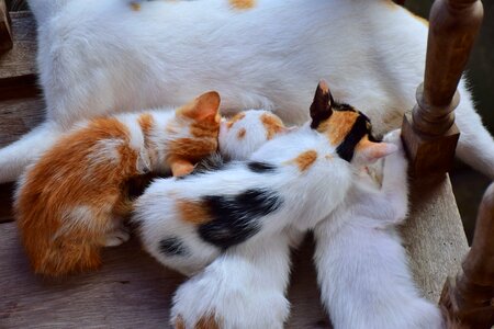 Cute pets ball animal