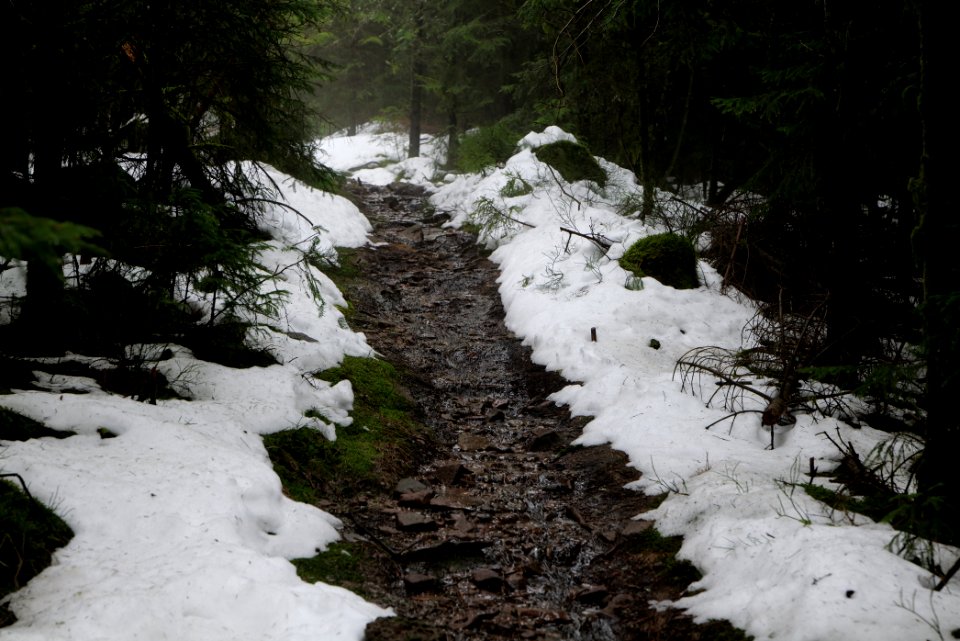 Trail in the Black Forest at north of Obertal Baiersbronn 2020-03-11 47