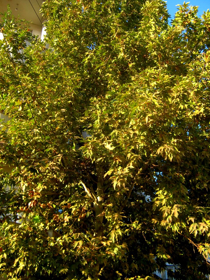 Tree of alley - farahbaksh st - Nishapur 1