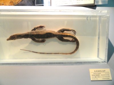 Varanus salvator - Osaka Museum of Natural History - DSC07711