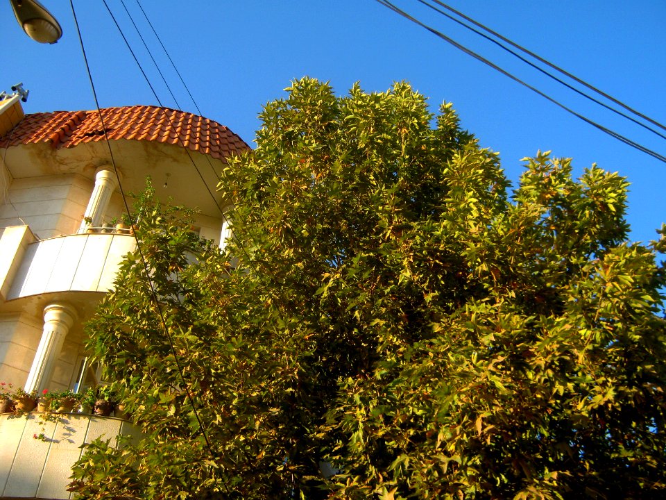 Tree of alley - farahbaksh st - Nishapur 3
