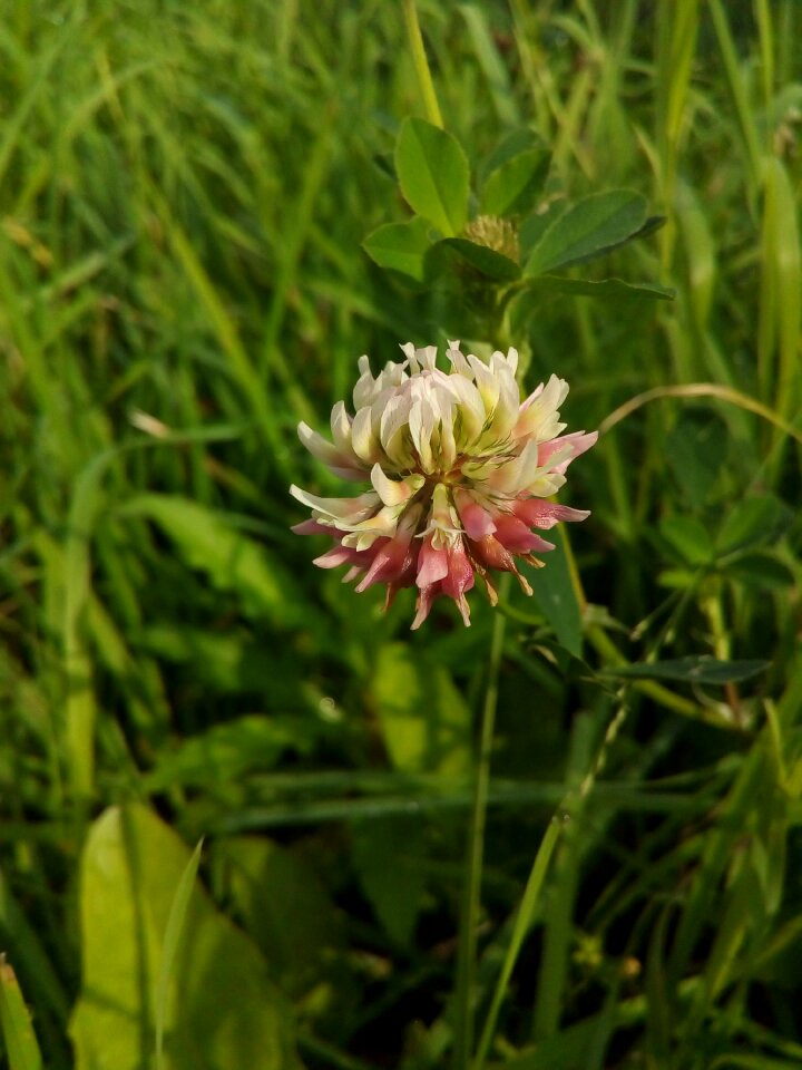 Amor creeping porridge white legumes