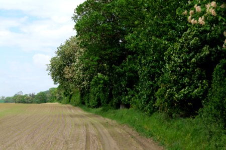 Tree row on a field in Hardenbeck 2021-05-29 12