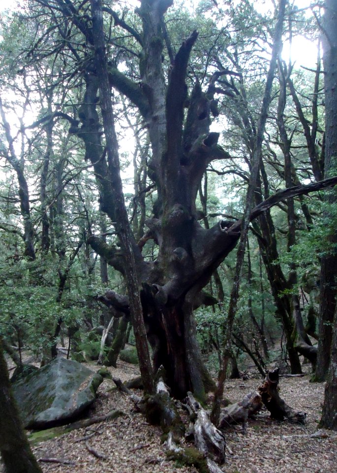 Tree weathered still standing at Castle Rock State Park in California