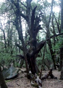 Tree weathered still standing at Castle Rock State Park in California photo