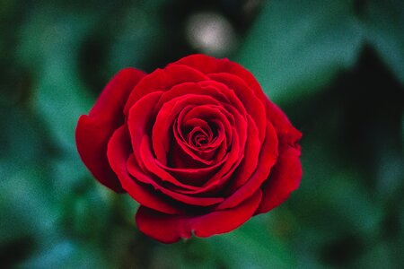 Petals gift love